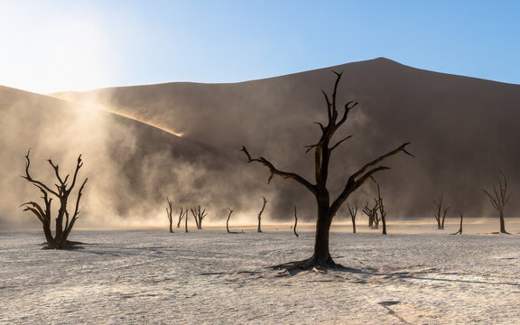 Dead camelthorn trees on the clay pan of Deadvlei, Sossusvlei, Namibia