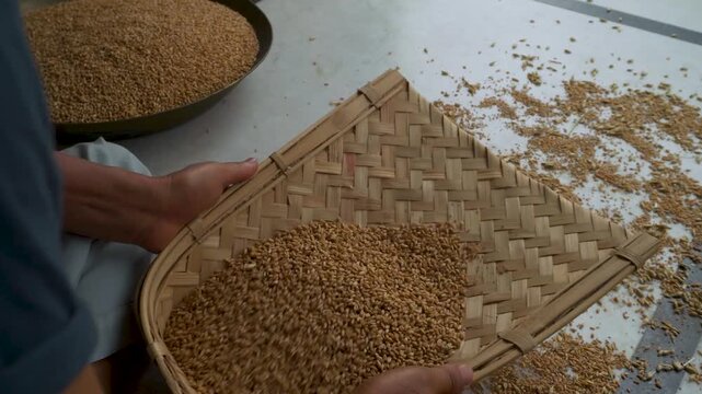 Sorting dried wheat grains on a woven bamboo tray