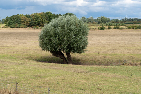 Silberweide