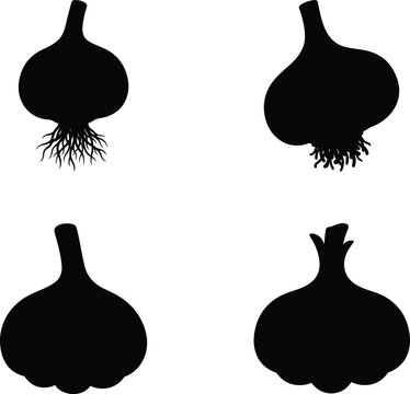 Garlic bulb silhouette vector. Garlic produce vector icon set