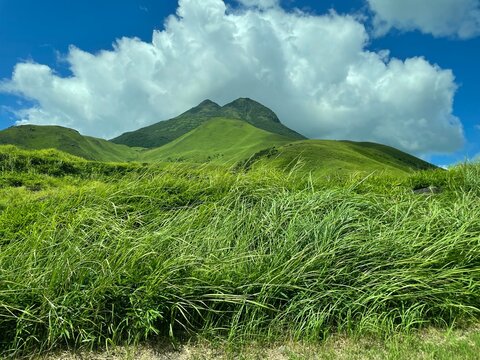 rice field in thailand