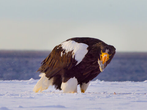 Steller's Sea Eagle Eating Fish on Snowy Ground in Hokkaido