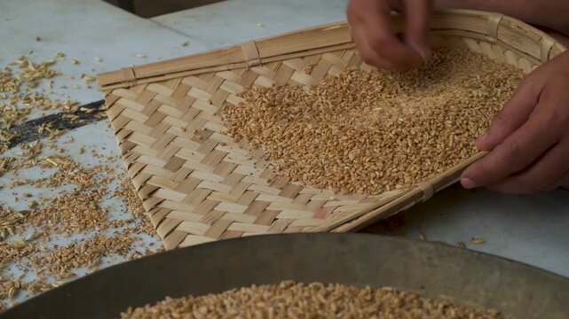 Sorting dried wheat grains on a woven bamboo tray