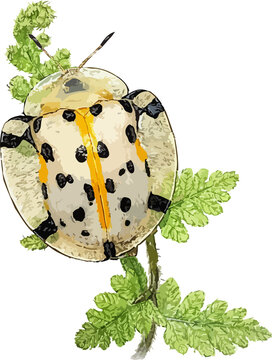 Cassida cassandra illustration art