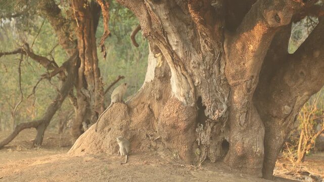 Two vervet monkeys sit together on a termite mound at the base of a Nyala berry tree in Mapungubwe National Park, South Africa. Soft golden light illuminates the peaceful scene