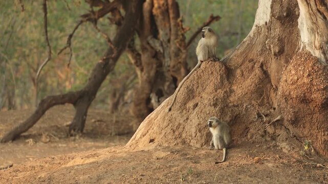 Two vervet monkeys sit together on a termite mound at the base of a Nyala berry tree in Mapungubwe National Park, South Africa. Soft golden light illuminates the peaceful scene