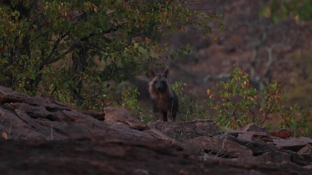 A young Brown Hyena cub cautiously peeks over a rocky rise in the Tuli region of Botswana, illuminated by soft, low morning light.