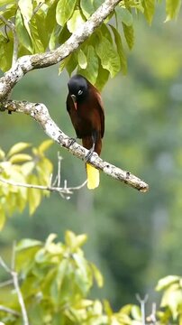 Montezuma Oropendola Gracefully Spinning 180&deg; on a Branch | Stunning Wildlife Close-Up