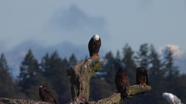 Bald eagle sitting on a large branch as camera moves around it in slow motion with mountain in the background