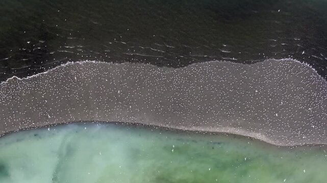 Drone shot of gulls on a beach surrounded by the herring spawn on a rocky beach