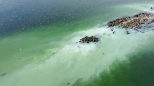 Drone shot of herring spawn around a small rocky island on Vancouver Island