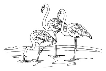 Obraz premium Continuous line drawing of three flamingos in water, minimalist vector illustration of exotic birds standing in a lake, nature and wildlife concept