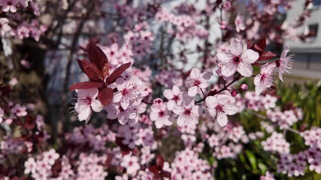 Delicate pink cherry blossoms on a branch swaying in the wind during a sunny spring day