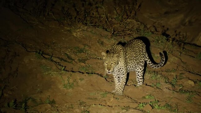 A female leopard walks through the night, illuminated by a spotlight against the darkness, Tuli region of Botswana.