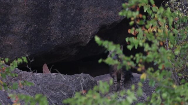 A young Brown Hyena cub sits quietly at the entrance of a cave, partially hidden behind leaves in the Tuli region of Botswana.