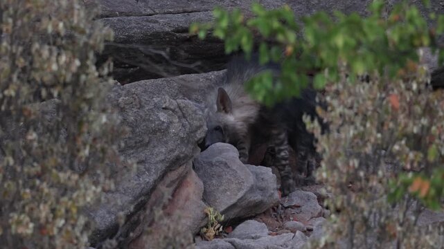 A cute Brown Hyena cub emerges between rocky outcrops and carefully sniffs the rocks in the Tuli region of Botswana.