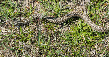 Fototapeta premium Top view of meadow viper (Vipera ursinii) crawling slowly in the grass