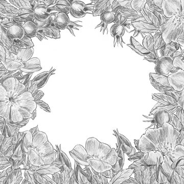 Hand drawn wild rose flowers and rosehips border in pencil sketch style with copy space. Ideal for wilderkind decor, herbal cosmetics packaging, cottagecore cards, vintage prints, farmhouse wall art.
