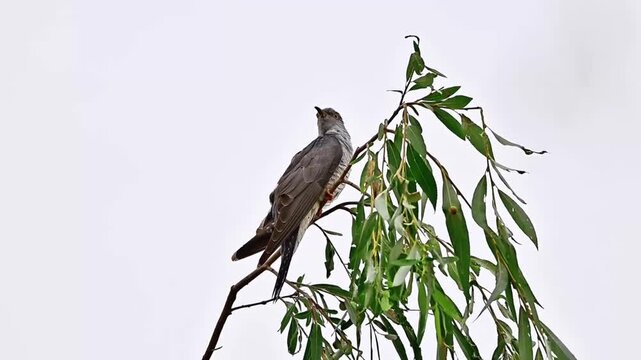 Common Cuckoo Perched on Willow Twig Against Pale Sky