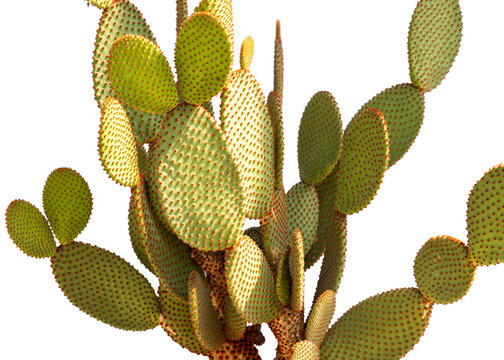 Green Bunny Ears Cactus Pads With Orange Glochids Isolated on White Background