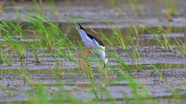 Black‑winged Stilt Foraging in Shallow Wetland Water Among Grass