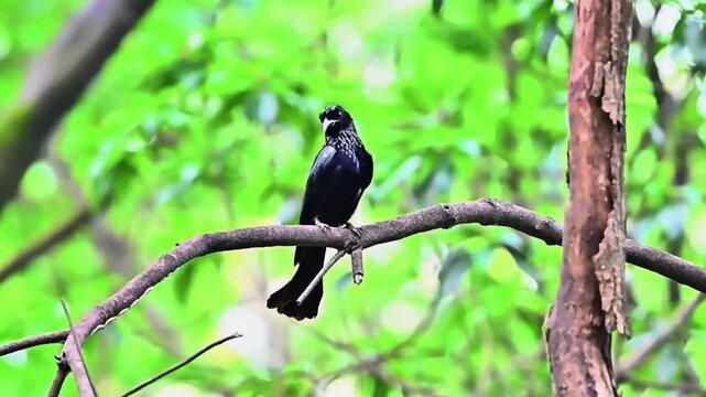 Hair‑crested Drongo Perched on Tree Branch Against Fresh Green Foliage
