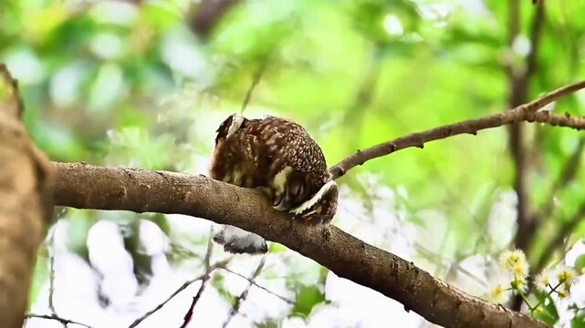 Asian Barred Owlet Perched on Tree Branch in Green Foliage