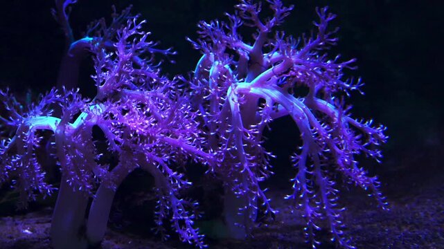 Colorful coral formations with intricate branches illuminated by blue and purple light, creating a stunning underwater scene in a dark ocean setting