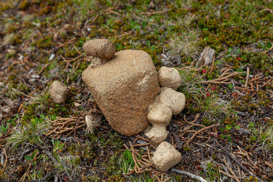 Cube-shaped wombat droppings deposited on a rock and alpine vegetation in Walls of Jerusalem National Park, Tasmania.