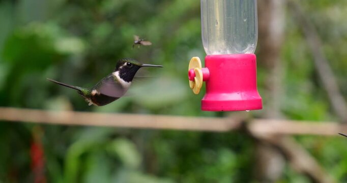 Gorgeted Woodstar Hummingbird (Chaetocercus heliodor) at a hummingbird feeder, filmed in slow motion. Tandapi, western Ecuador