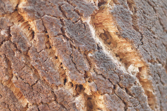 detail of a cork tree trunk