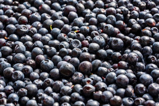 Freshly harvested wild blueberries. High-angle closeup of large pile of freshly picked ripe forest blueberries or bilberries with natural waxy bloom, creating detailed textured food background