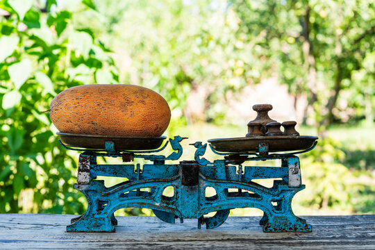 Ripe yellow melon on vintage scales outdoors, closeup. Oblong orange melon is being weighed on old rusty blue mechanical balance scales with iron weights on wooden table in sunny green garden