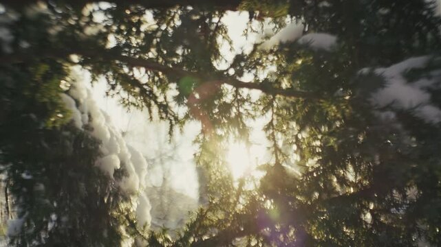 Snow Covered Trees Against Sunny Winter Sky