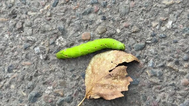 A thick green caterpillar with a horn on its tail - a hawkmoth larva - is crawling across the asphalt. 4K footage