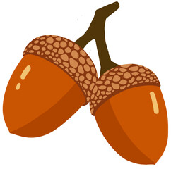 vector illustration of acorn © Mihwa