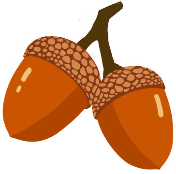 vector illustration of acorn