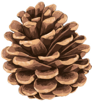 pine cone