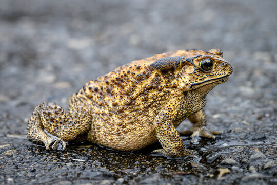 close up asian common toad sitting on wet road surface 