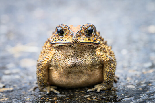 close up asian common toad sitting on wet road surface 