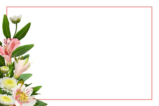 Coral alstroemeria and chrysanthemum flowers in a corner arrangement with a frame isolated on white or transparent background