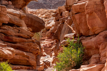Narrow red sandstone canyon trail © Ruslan Bolgov