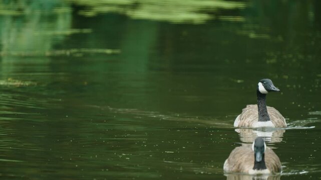 Pair of Canada geese swimming across calm green pond water with soft reflections. Wild waterfowl moving through peaceful freshwater habitat. Summer wildlife scene with ripples and aquatic vegetation