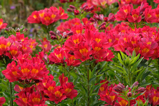 Red Alstroemeria, Peruvian Lily &lsquo;Summer Heat&rsquo; in flower.