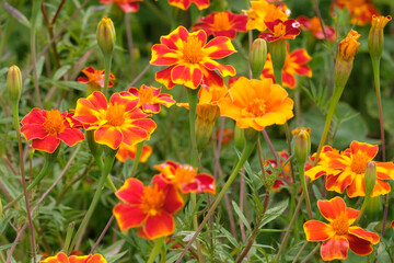 Fototapeta premium Orange red and yellow mixed Tagetes patula ‘Pots of Gold’ French Marigold in flower.