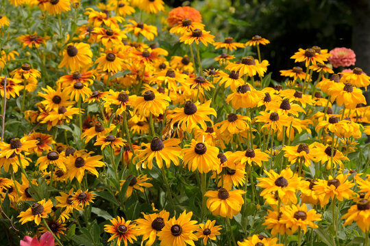 Yellow and red Rudbeckia hirta, black eyed susan &lsquo;Sonora&rsquo; in flower.