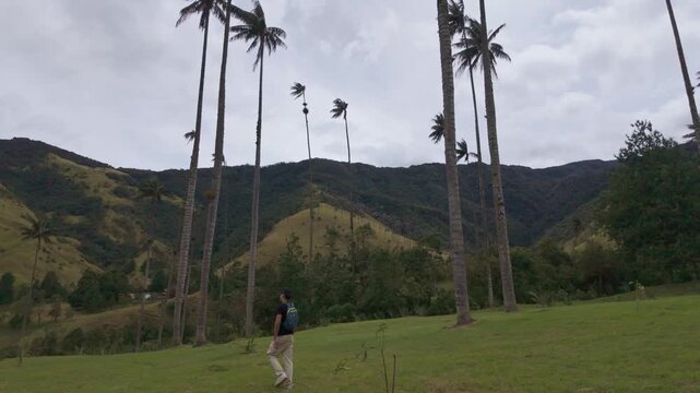 Young man hiking among towering wax palms in Cocora Valley, Colombia, adventure travel and nature exploration concept