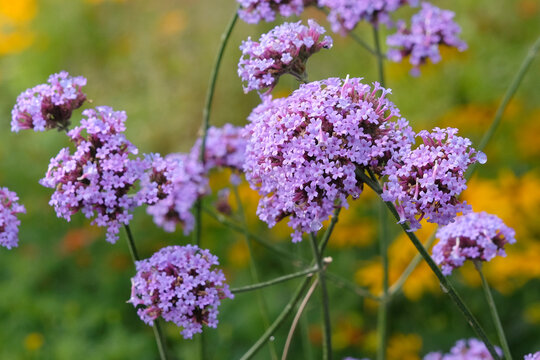 Lilac purple Verbena bonariensis, also known as purple top vervain, clustertop vervain, Argentinian vervain, in flower.