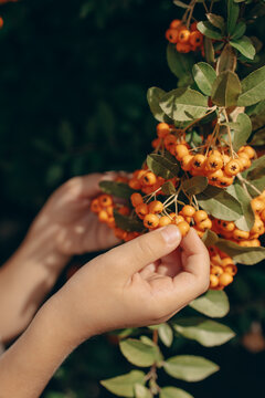 Close-up of a child's hands holding a branch with bright orange pyracantha berries on a bush with green leaves in soft sunlight. Warm cozy autumn mood and botanical nature scene.