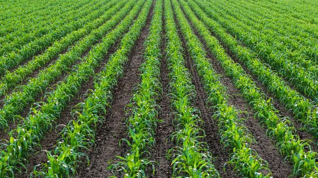 Corn crop development across fertile farmland with organized planting structure. Drone moving above green maize rows and cultivated field supporting agricultural operations. Agronomy crop monitoring